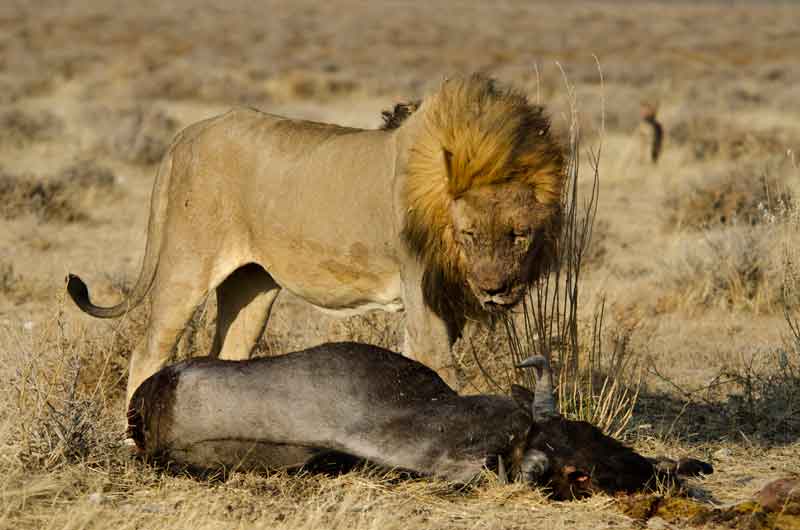 68 - Namibia - leones comiendo - parque nacional de Etosha